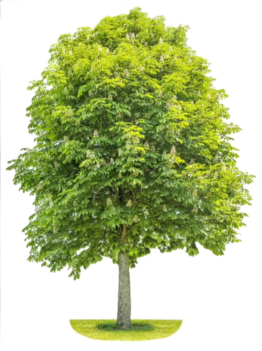 Read more about the article Current Chestnut Working Groups