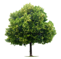 Linden